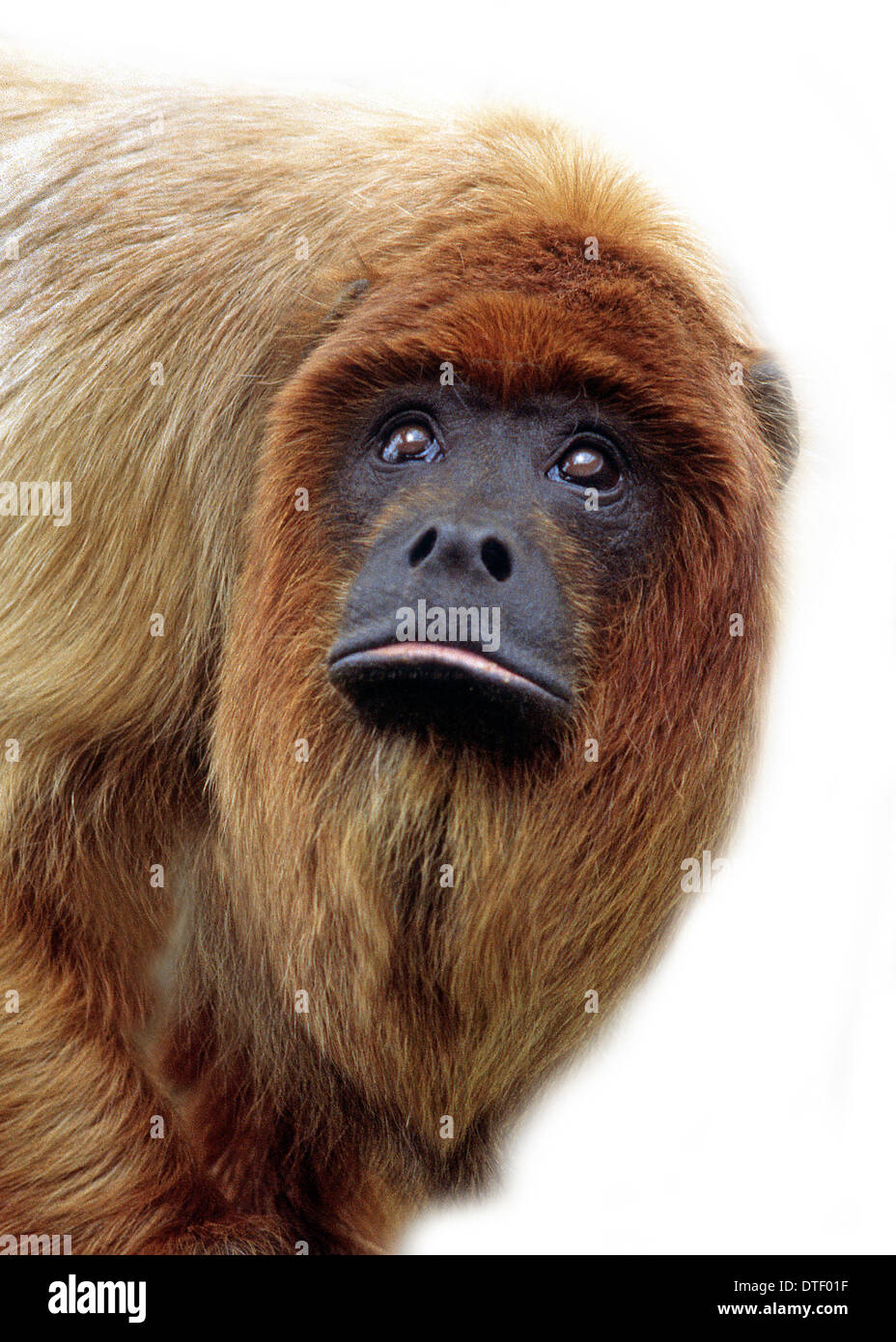 Alouatta Alouatta, rosso scimmia urlatrice Foto Stock