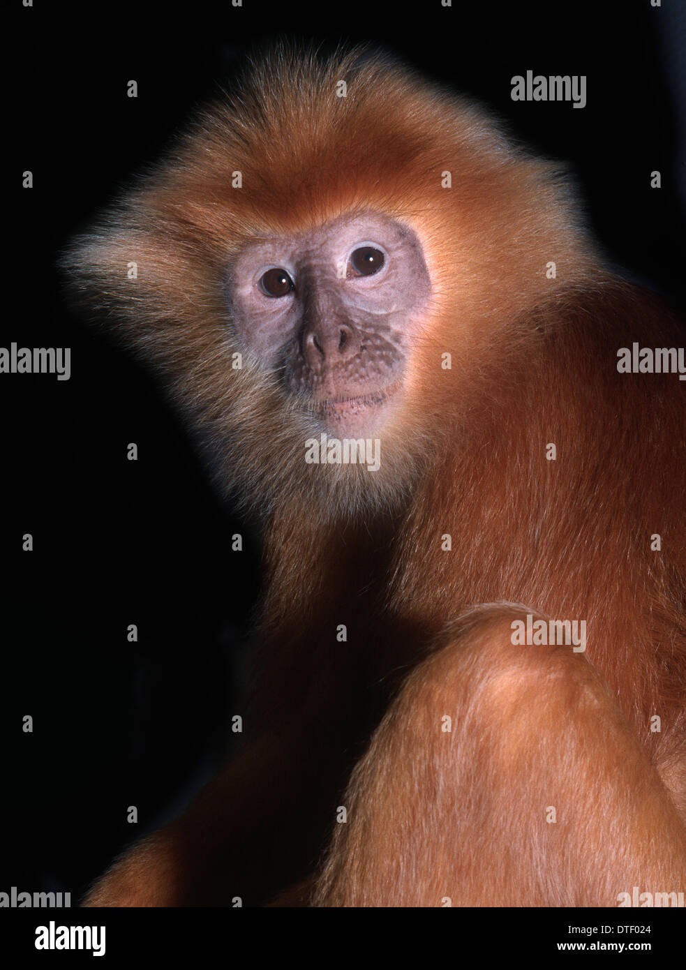 Pygathrix nemaeus nemaeus, rosso-shanked douc langur Foto Stock