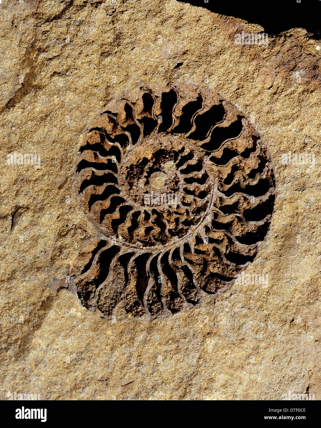 Ammonita in ghisa interna Foto Stock
