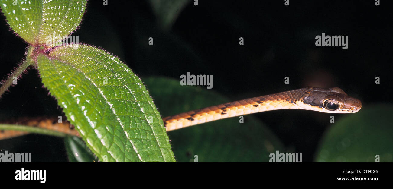 Serpentes (sottordine), snake Foto Stock