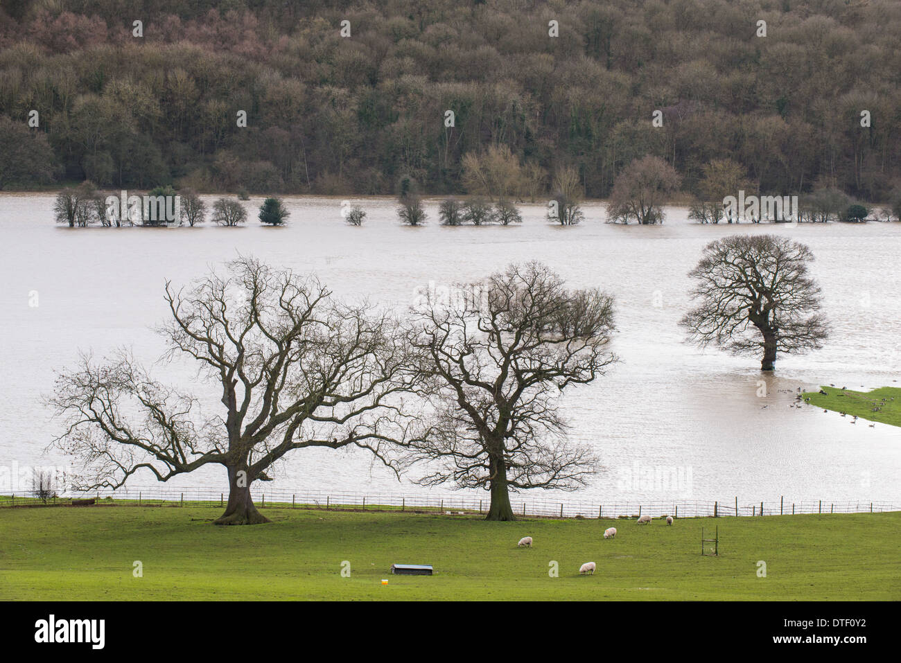 Terreni agricoli inondati causati dal fiume Severn a Leighton, vicino a Ironbridge, Shropshire, Inghilterra Foto Stock