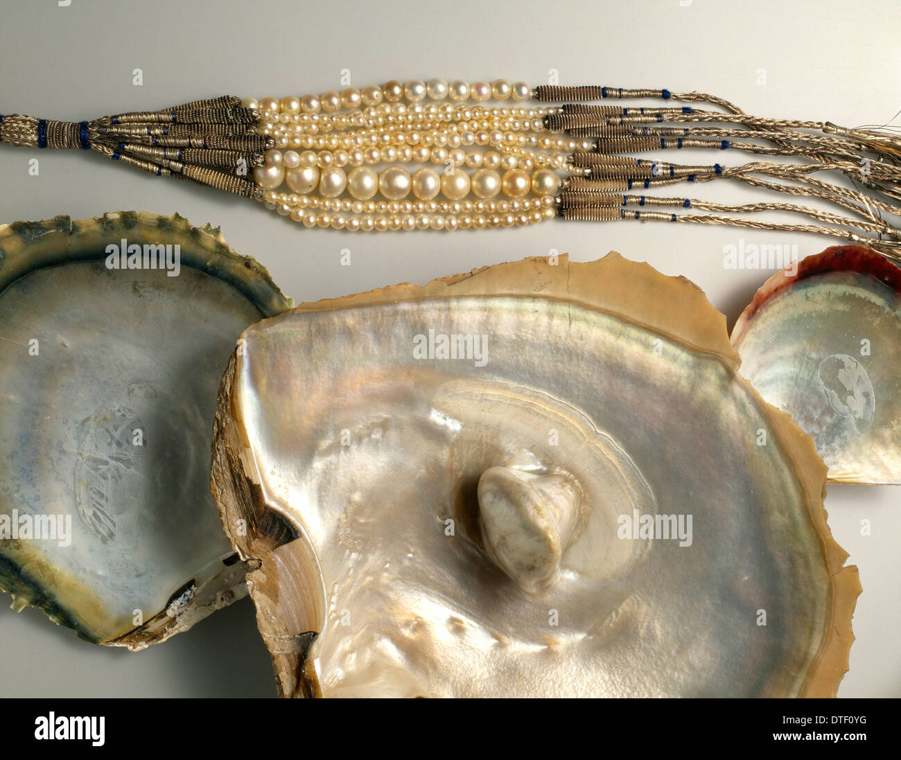 Ostrea sp. oyster con perle Foto Stock