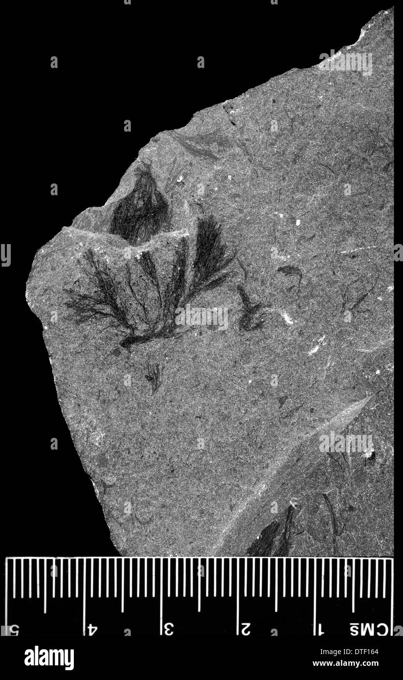 Spissa Marpolia, fossilizzato alghe Foto Stock