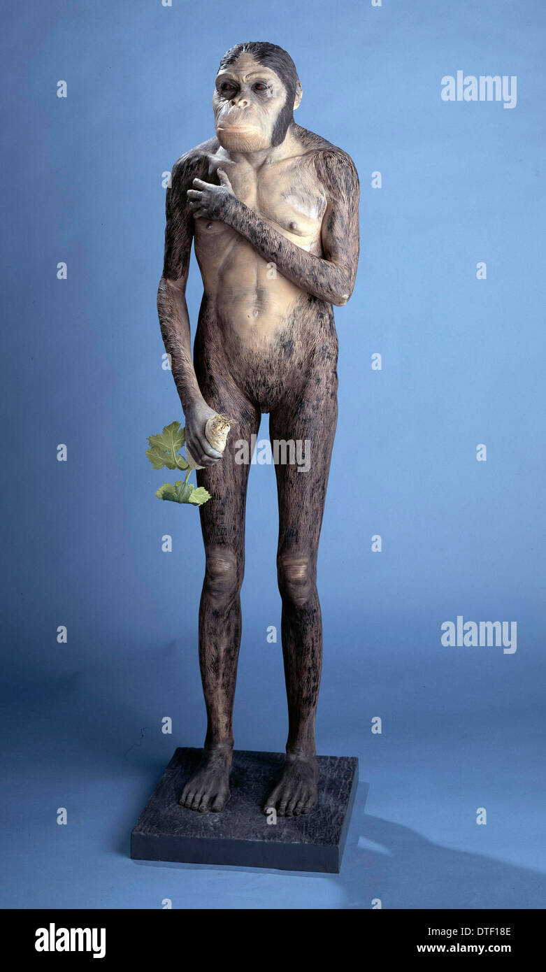 Australopithecus africanus modello Foto Stock