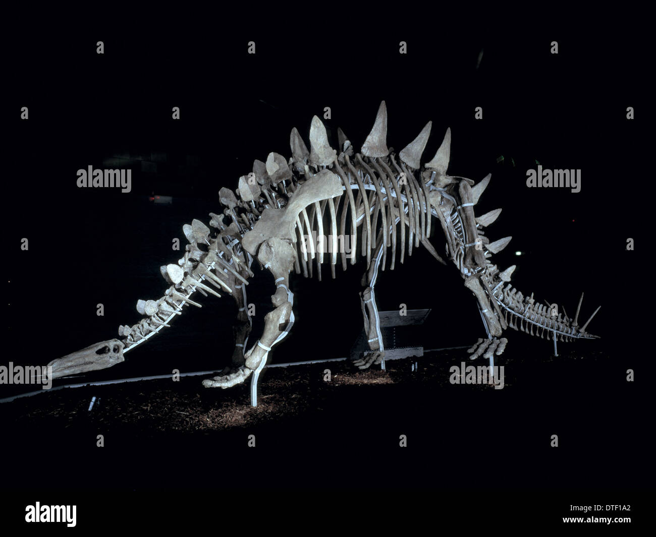 Tuojiangosaurus multispinus Foto Stock