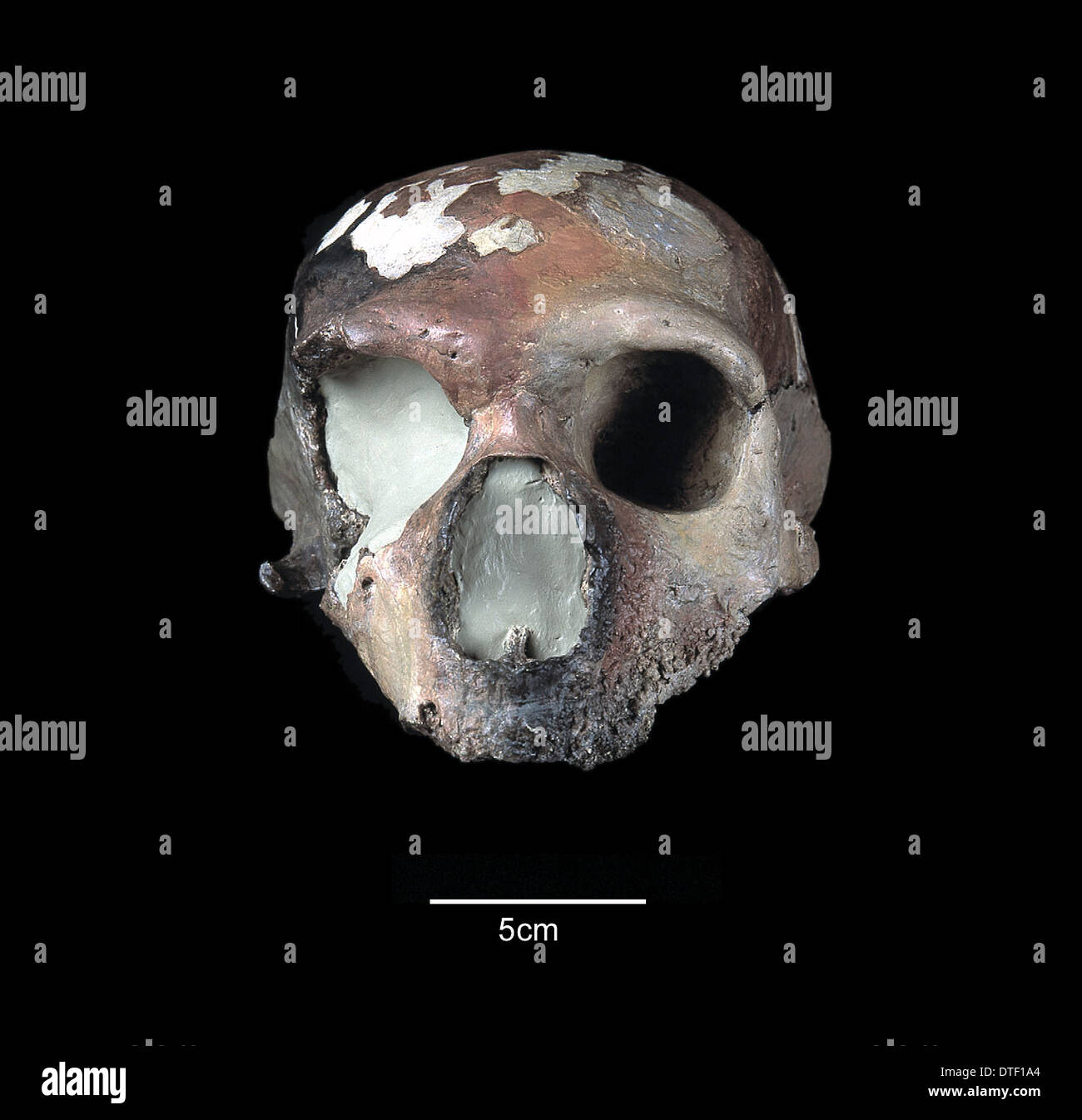 Homo neanderthalensis cranio (Guattari 1) Foto Stock