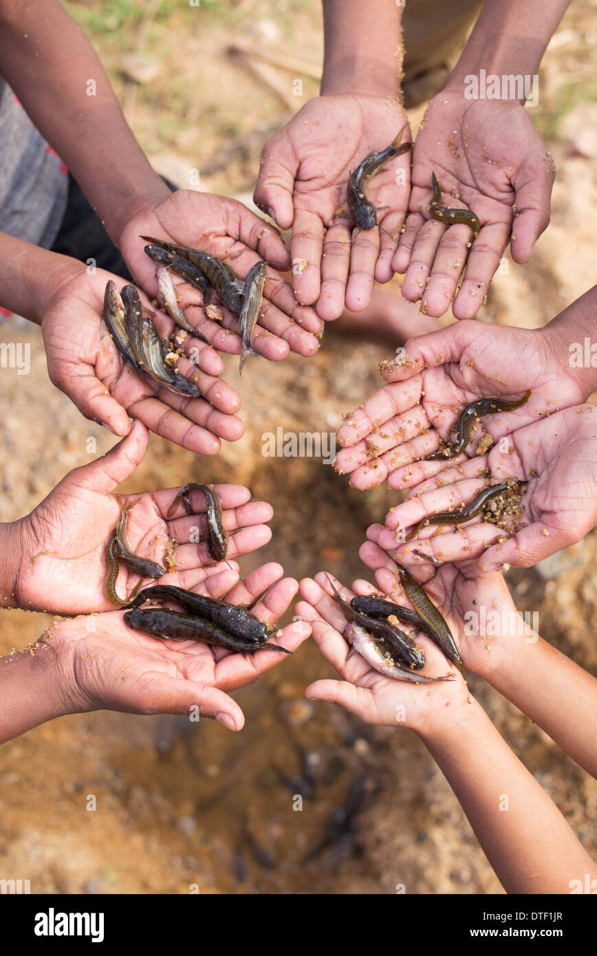 Indian boys mani in un cerchio tenendo catturati piccoli pesci di fiume. India Foto Stock