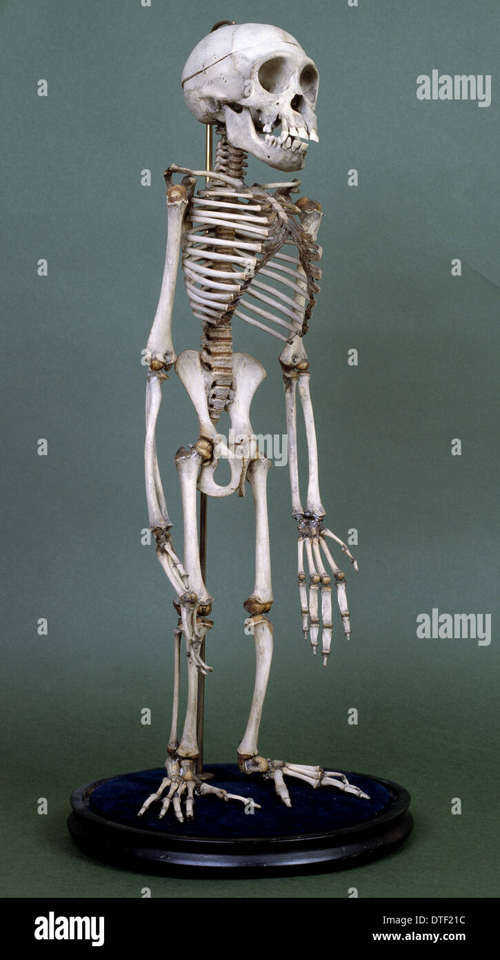 Pan troglodytes, di scimpanzé Foto Stock