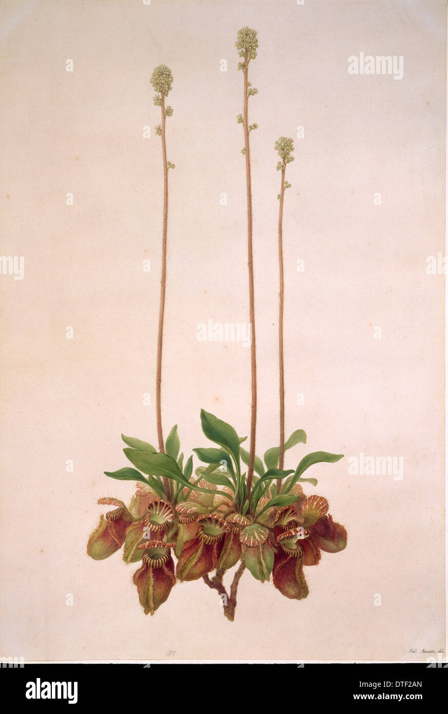 Cephalotus follicularis, Australian pianta brocca Foto Stock
