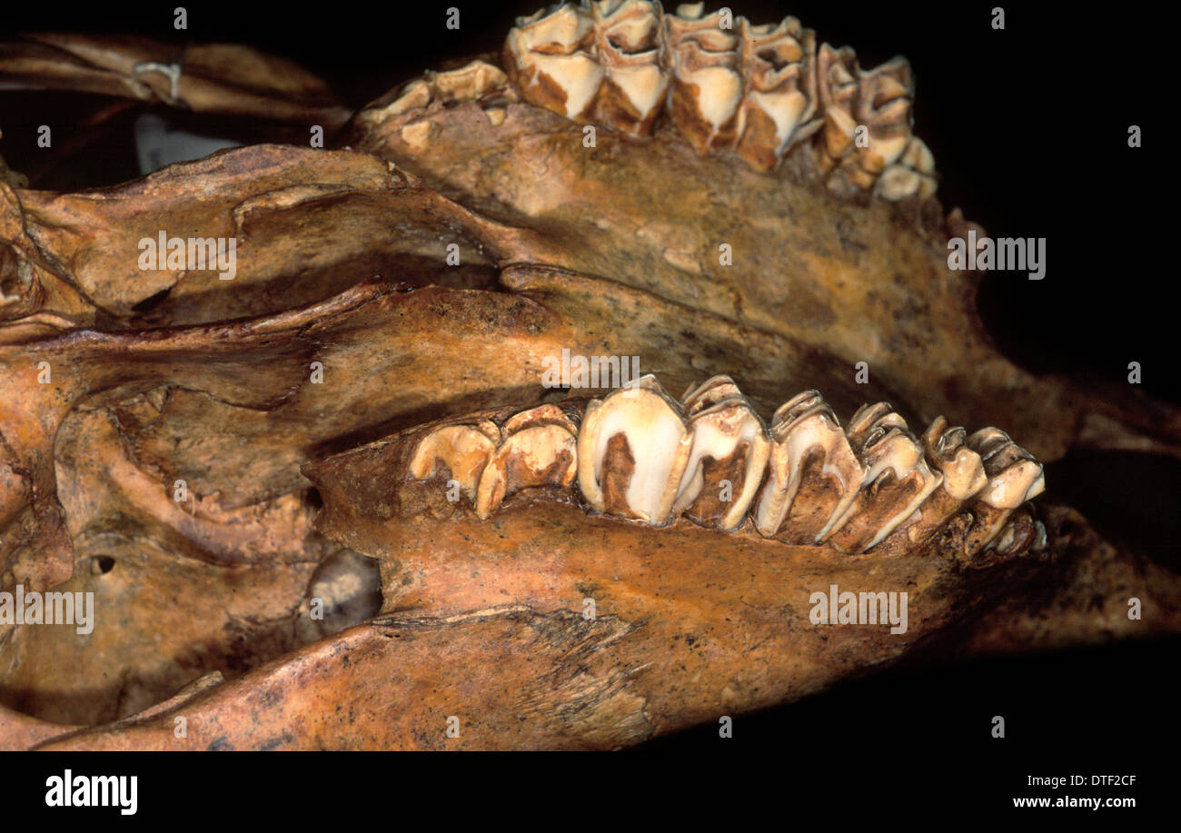 Bos taurus, bovini Foto Stock