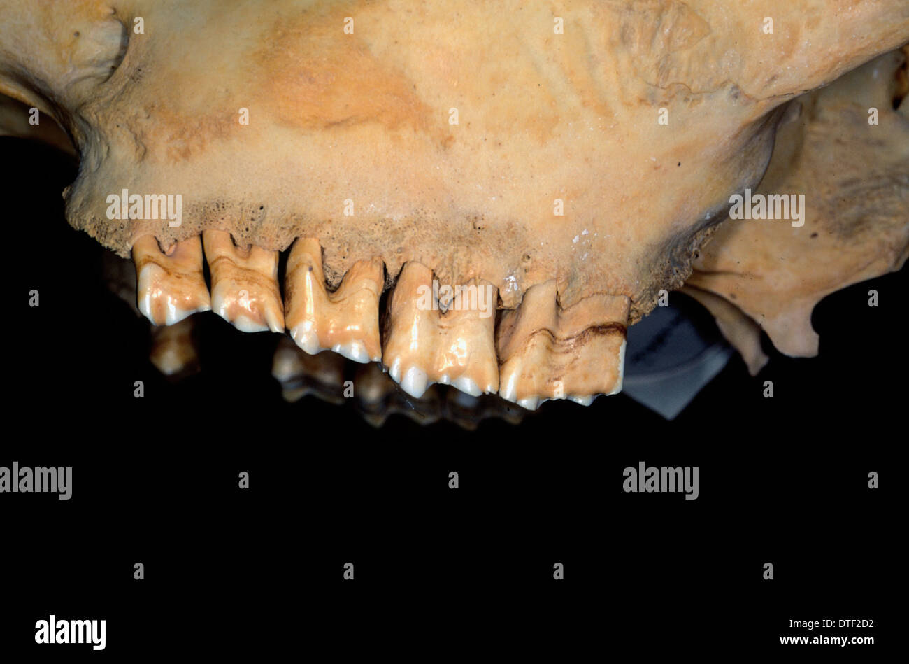 Bos taurus, bovini Foto Stock