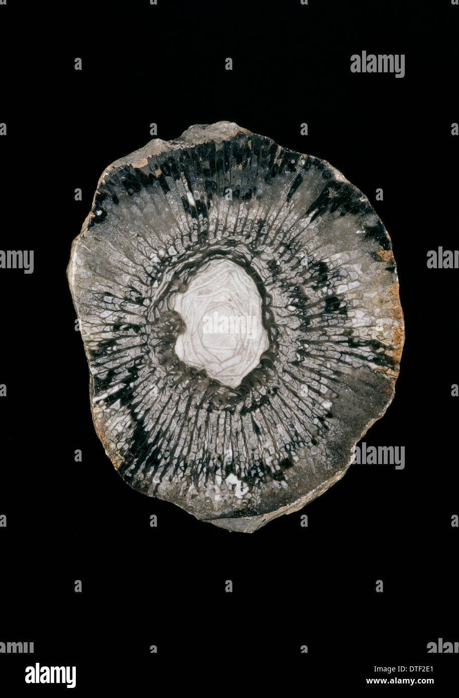 Cyathophyllum sp., rugose coral Foto Stock