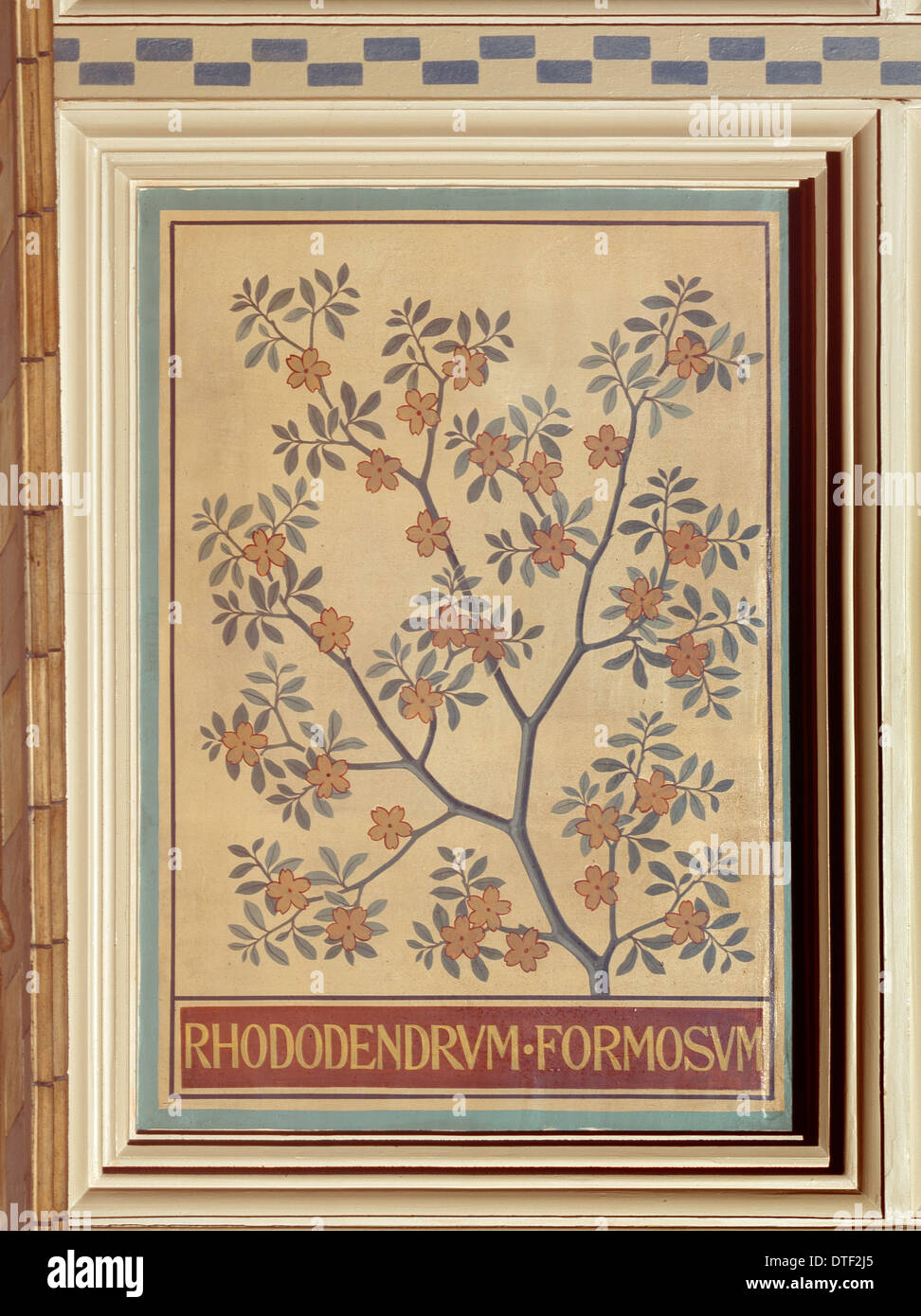 Rhododendron formosum Foto Stock