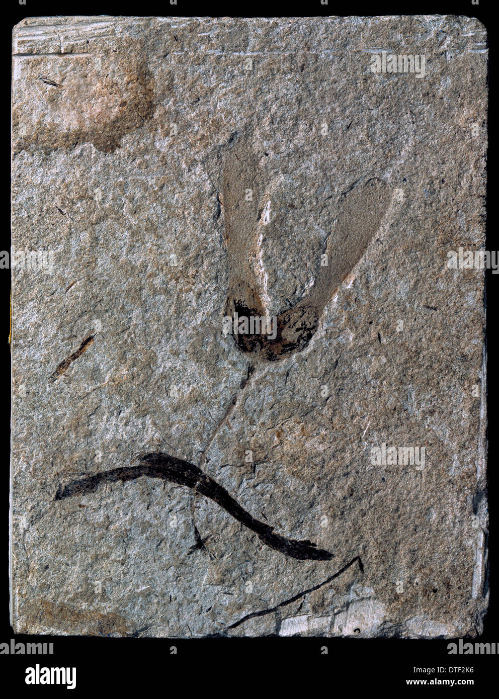 Acer trilobatum miocene, semi di acero Foto Stock