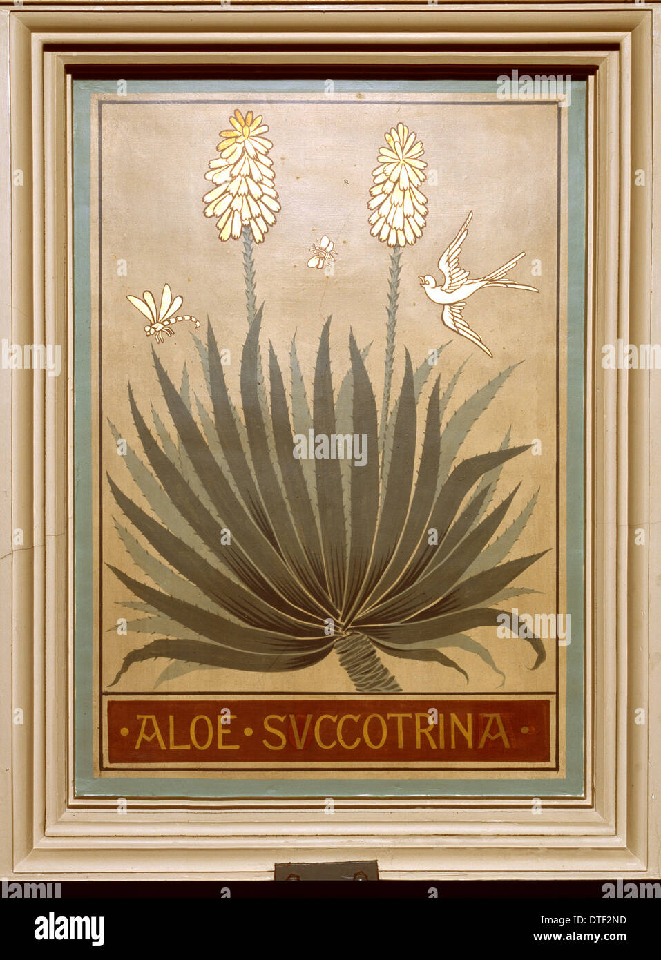 Aloe succotrina, fynbos aloe Foto Stock