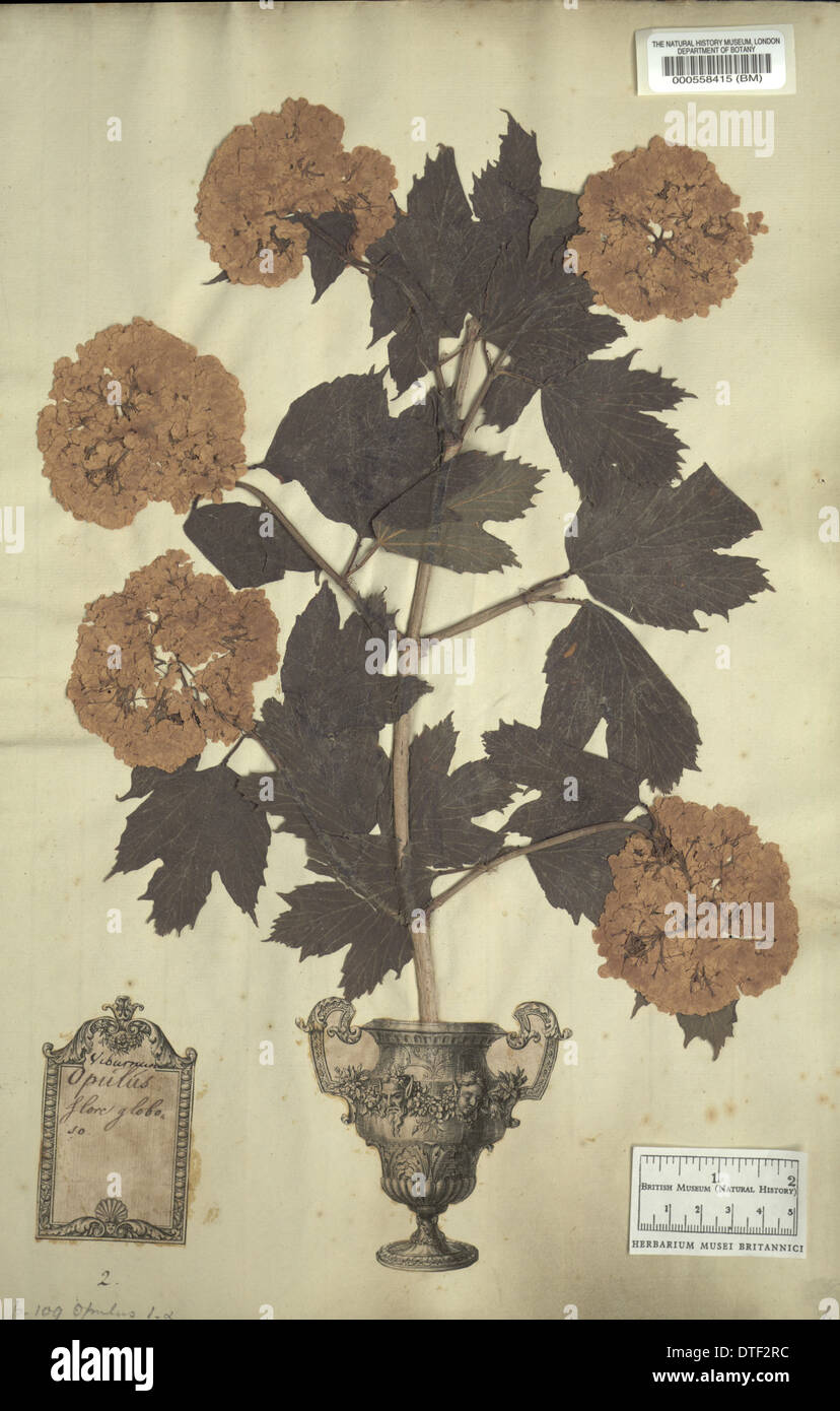 Viburnum opulus L., viburno rose Foto Stock