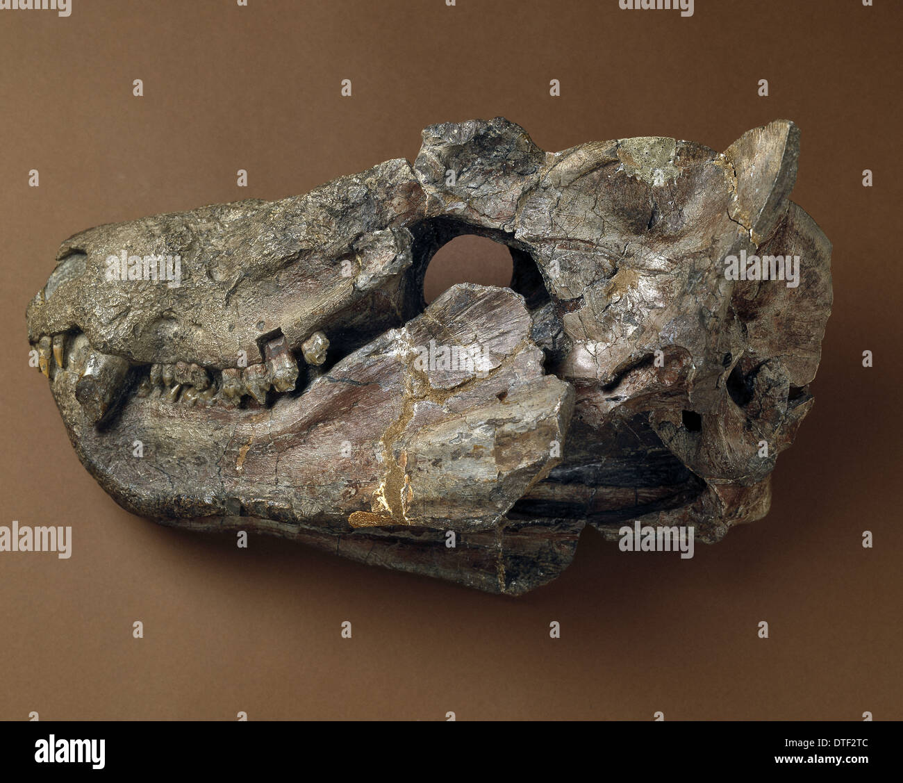 Cynognathus cranio Foto Stock