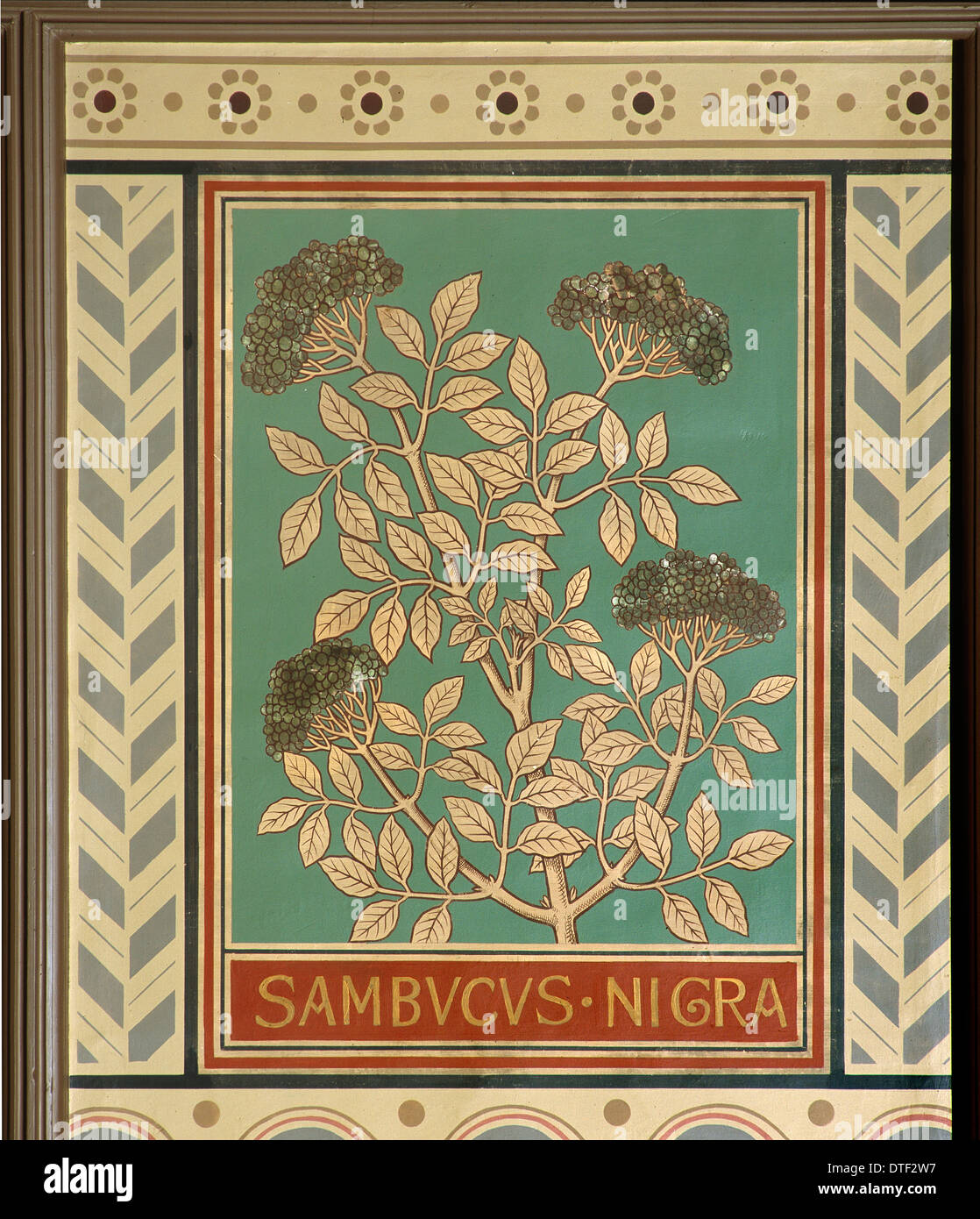 Sambucus nigra, Sambuco Foto Stock