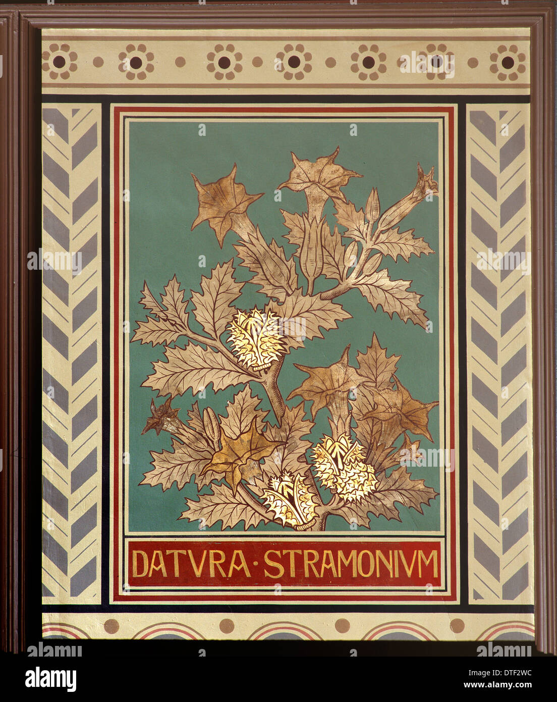Datura stramonium, jimsonweed Foto Stock