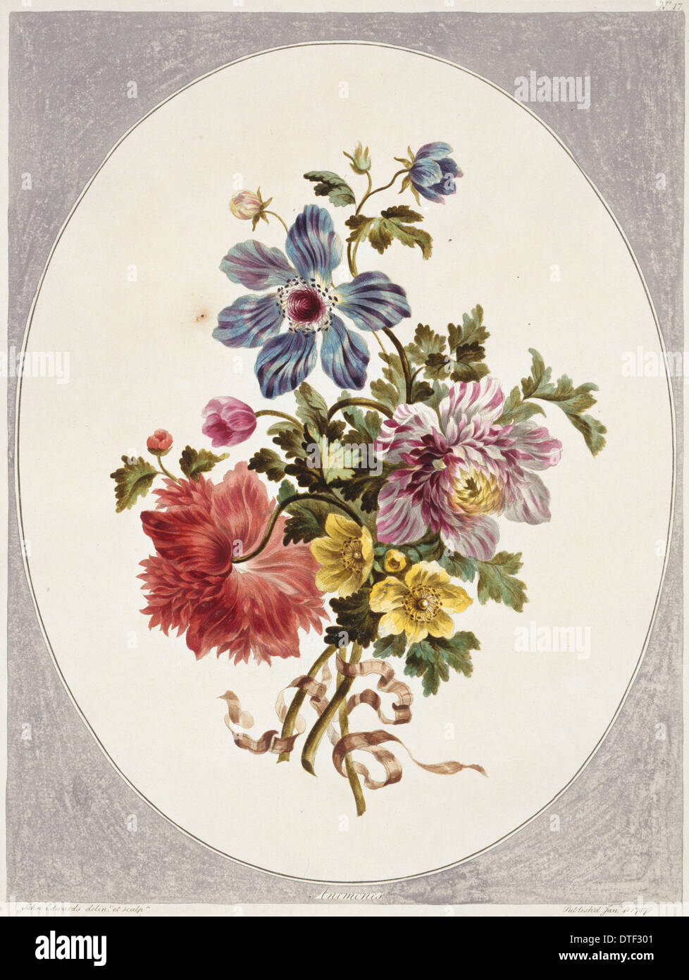 Folio 17 da una raccolta di fiori da John Edwards Foto Stock