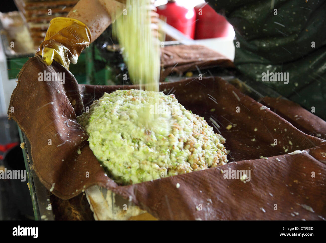 Il Werder, Germania, nella retribuzione Thierschmann sidro di frutta triturata viene riempito in un panno Foto Stock
