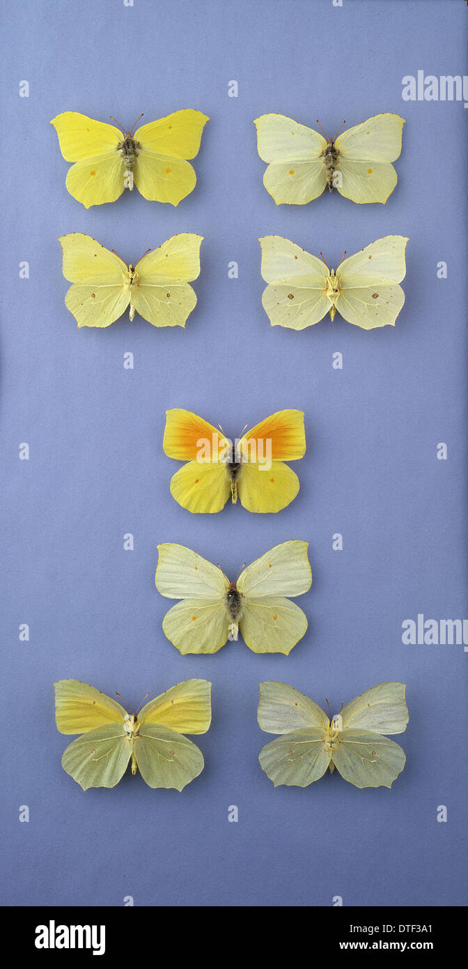 Farfalle della famiglia Pieridae Foto Stock