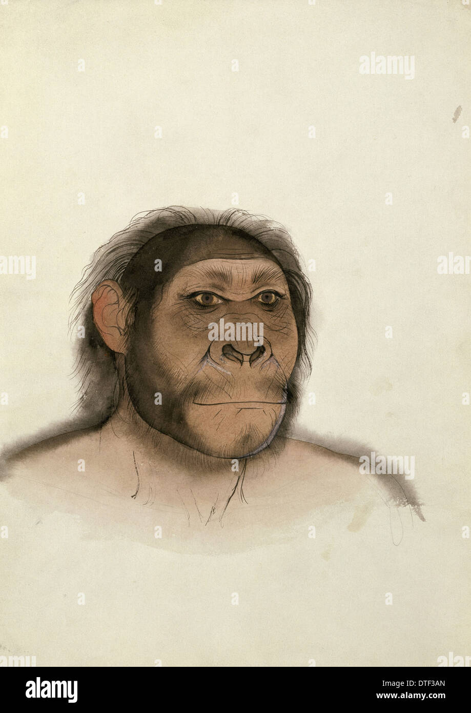 Il Paranthropus boisei (basato su OH5) Foto Stock