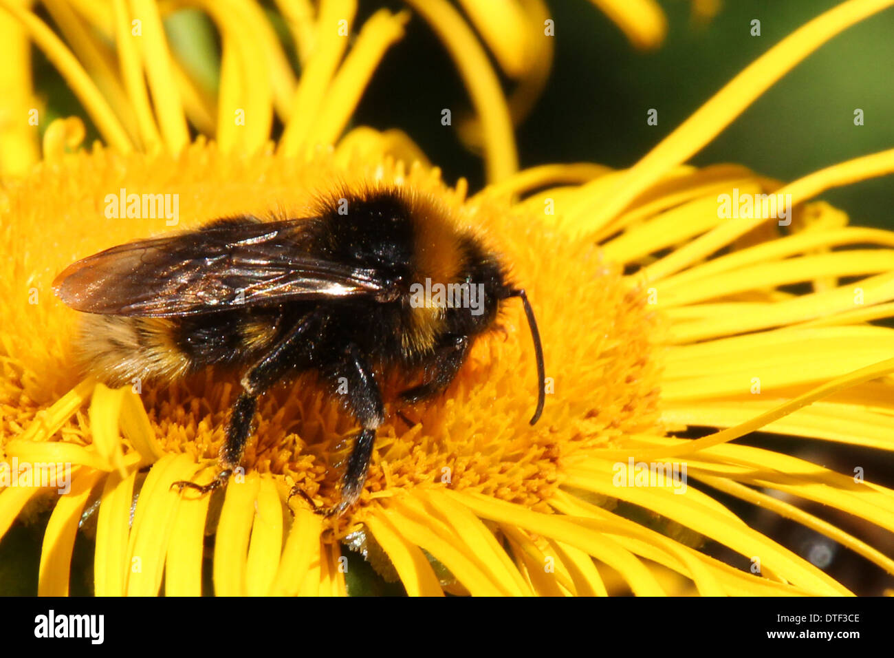 Buff tailed Bumble Bee alimentazione su un giallo fiore inula (5 di una serie di 5) Foto Stock