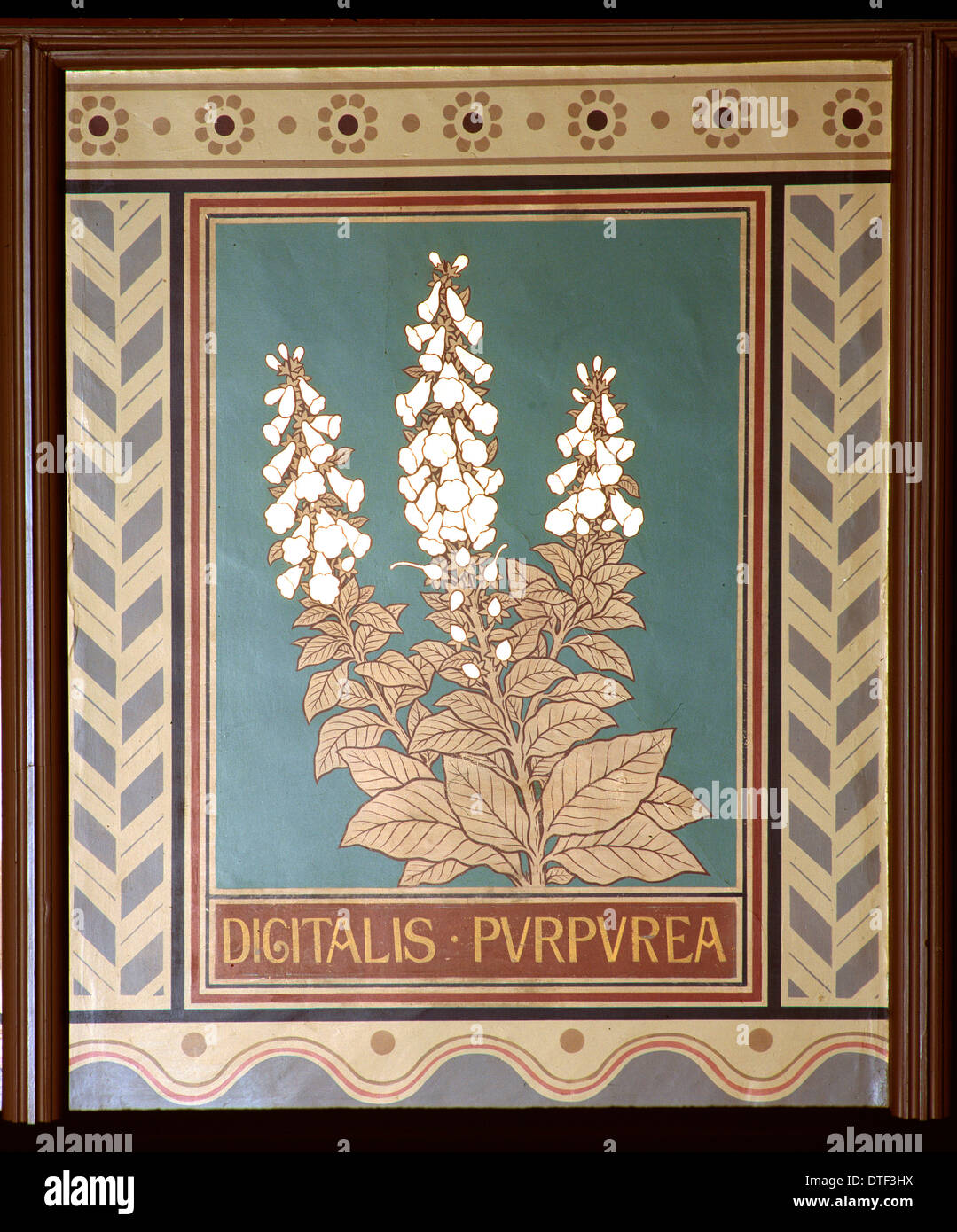 Digitalis purpurea, foxglove Foto Stock