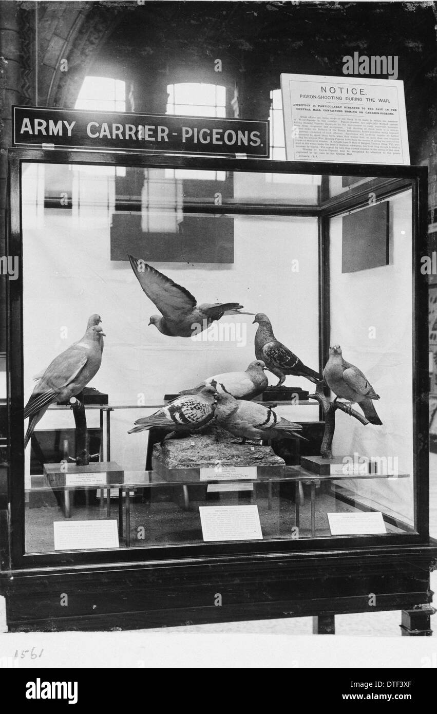 Tipi di piccione, c.1918, il Museo di Storia Naturale di Londra Foto Stock