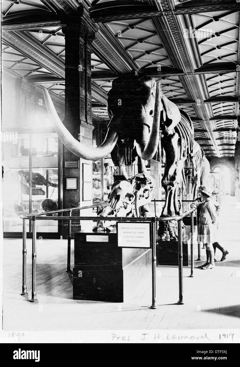 Mastodon in galleria geologica, Dicembre 1919 Foto Stock