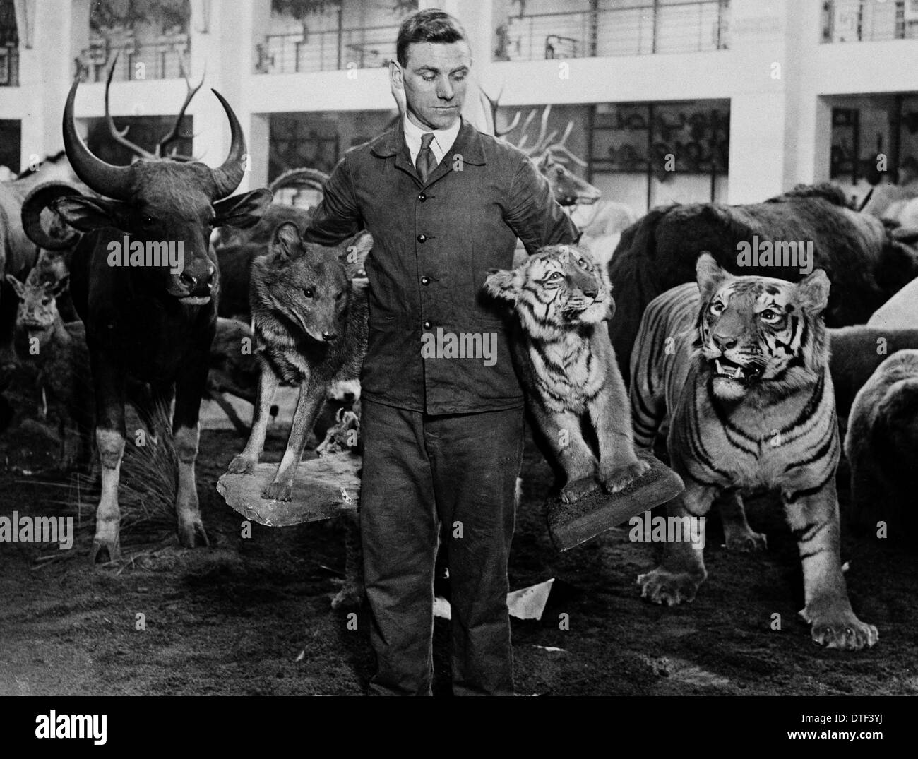 Uomo che porta mammiferi imbalsamati per la selvaggina dell'Impero mostra, 1932 Foto Stock