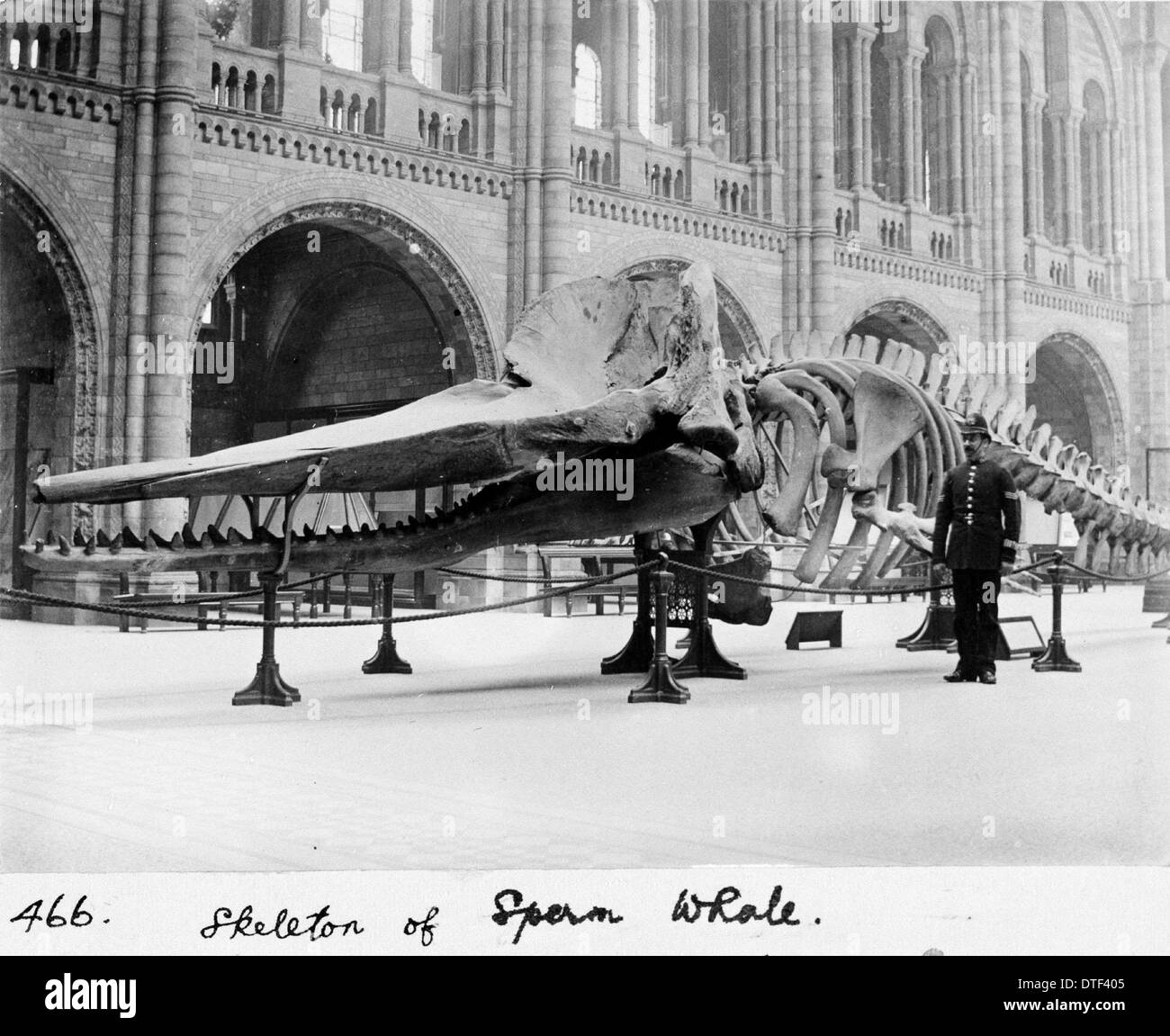 Lo sperma di scheletro di balena, Marzo 1901 Foto Stock