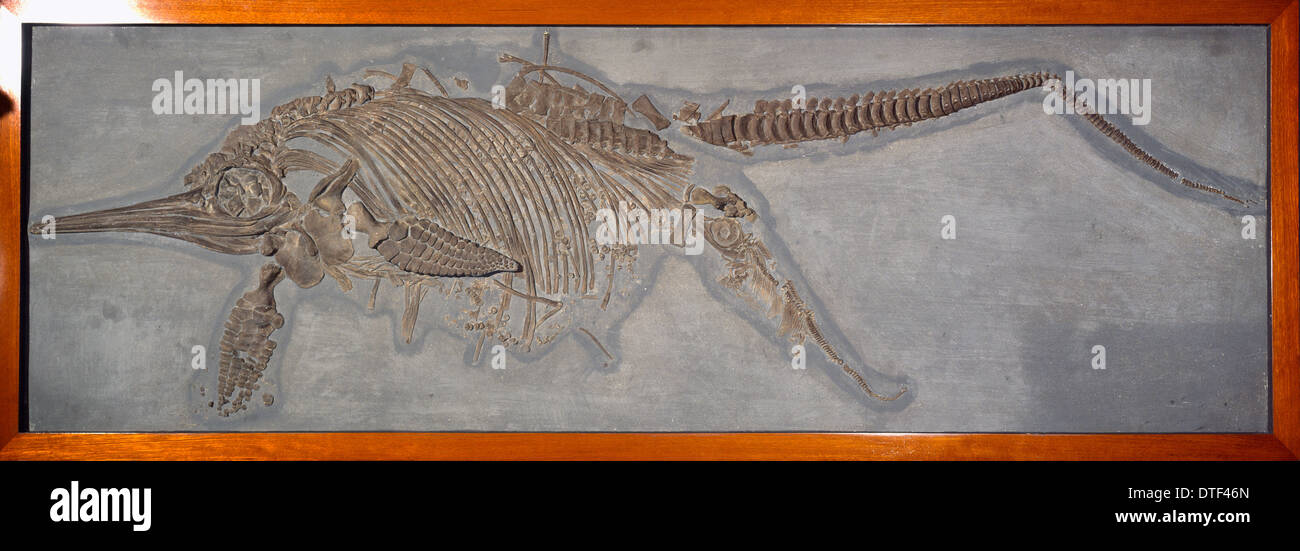 Ichthyosaur, Stenopterygius quadriscissus (Quenstedt) Foto Stock