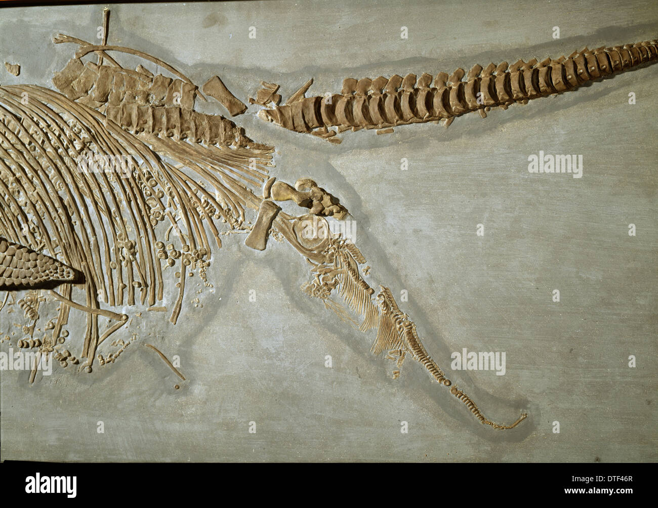 Ichthyosaur, Stenopterygius quadriscissus (Quenstedt) close-up Foto Stock