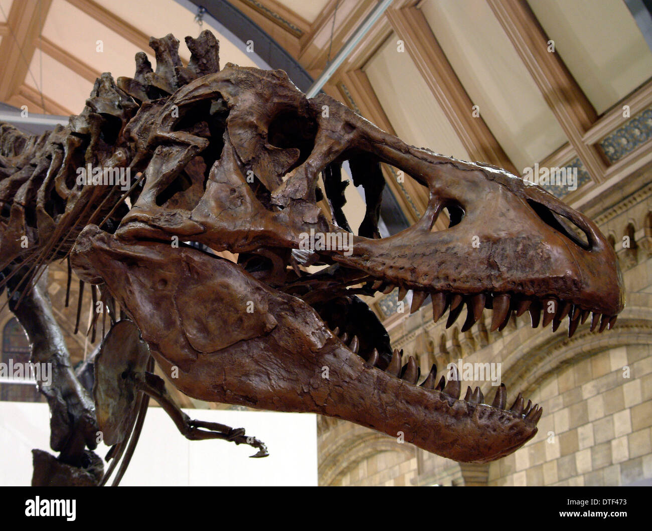 Tyrannosaurus rex skeleton Foto Stock