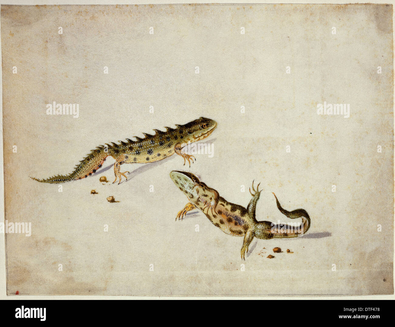 Salamandre Foto Stock