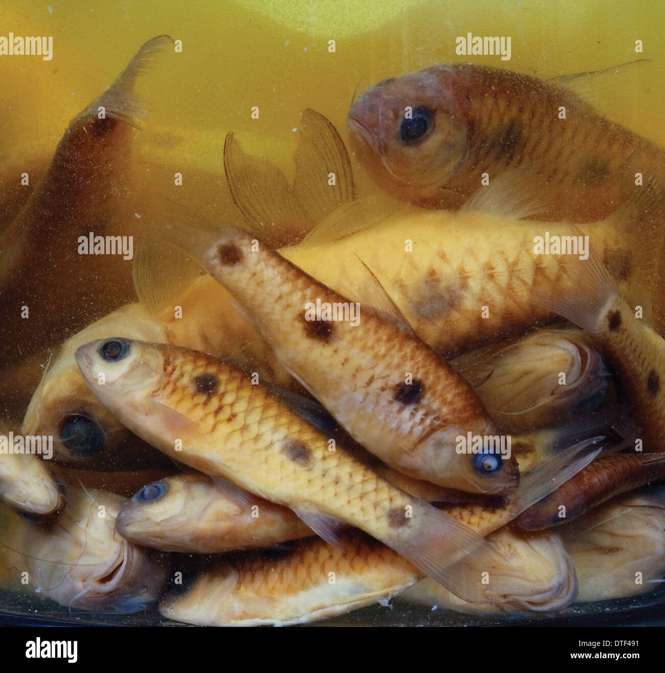 Pesci carpa Foto Stock