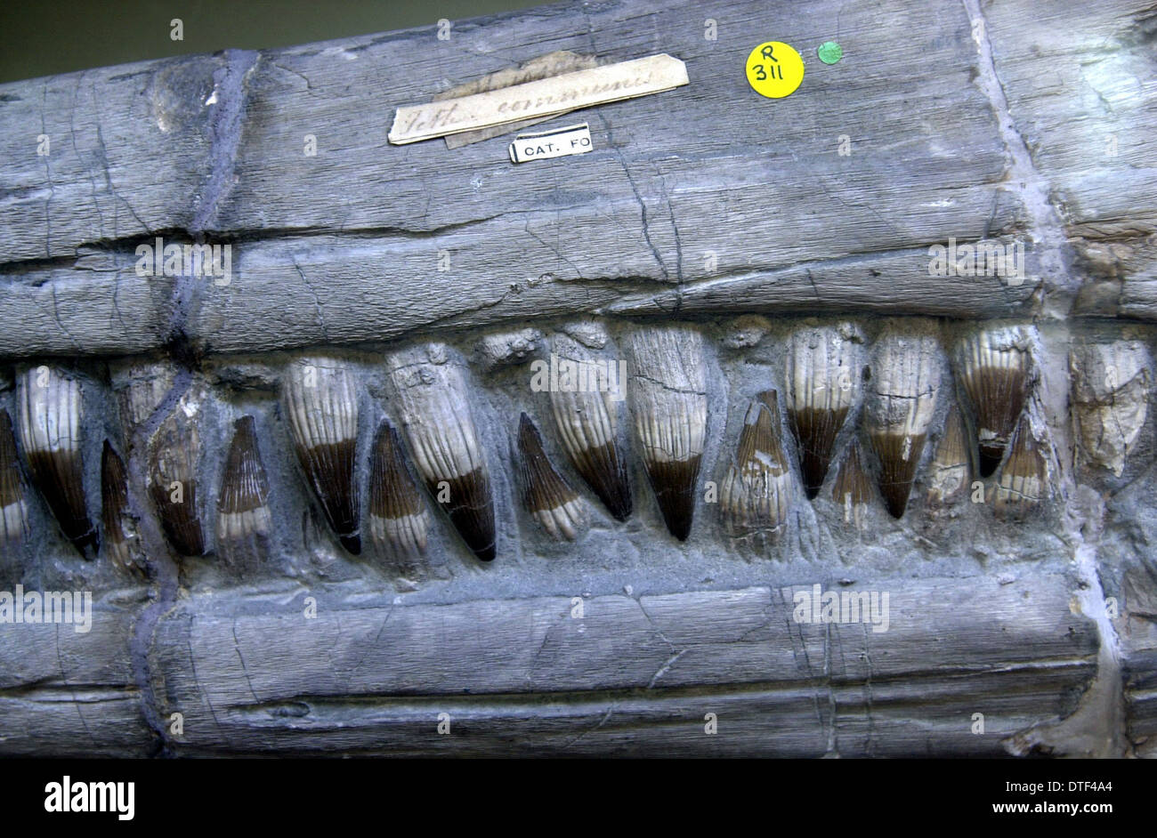 Ichthyosaurus communis, ichthyosaur Foto Stock