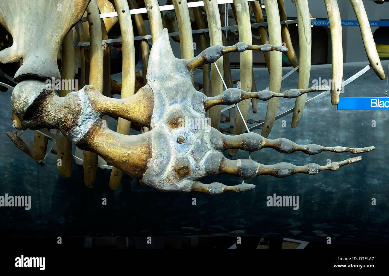 Eubalaena glacialis, northern balene Foto Stock