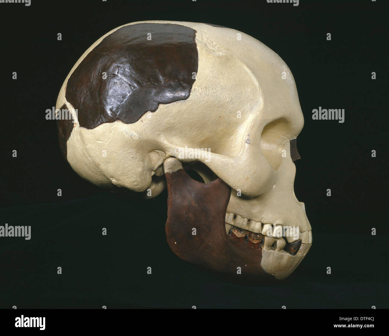 Cranio e mandibola (Piltdown 1 & 2) Foto Stock