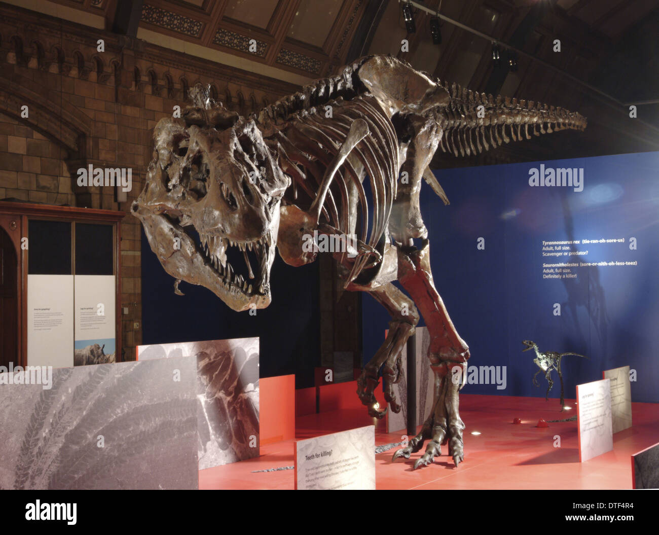 Tyrannosaurus rex skeleton Foto Stock