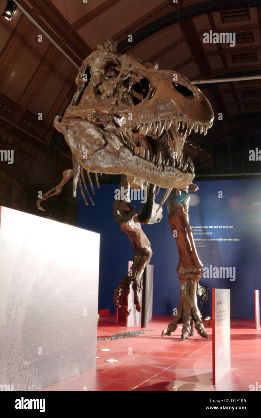 Tyrannosaurus rex skeleton Foto Stock