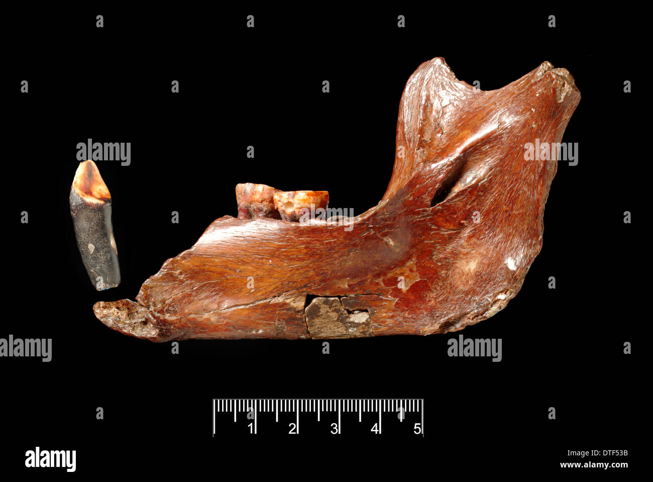 Pongo sp. Mandibola con il canino (Piltdown 1) Foto Stock