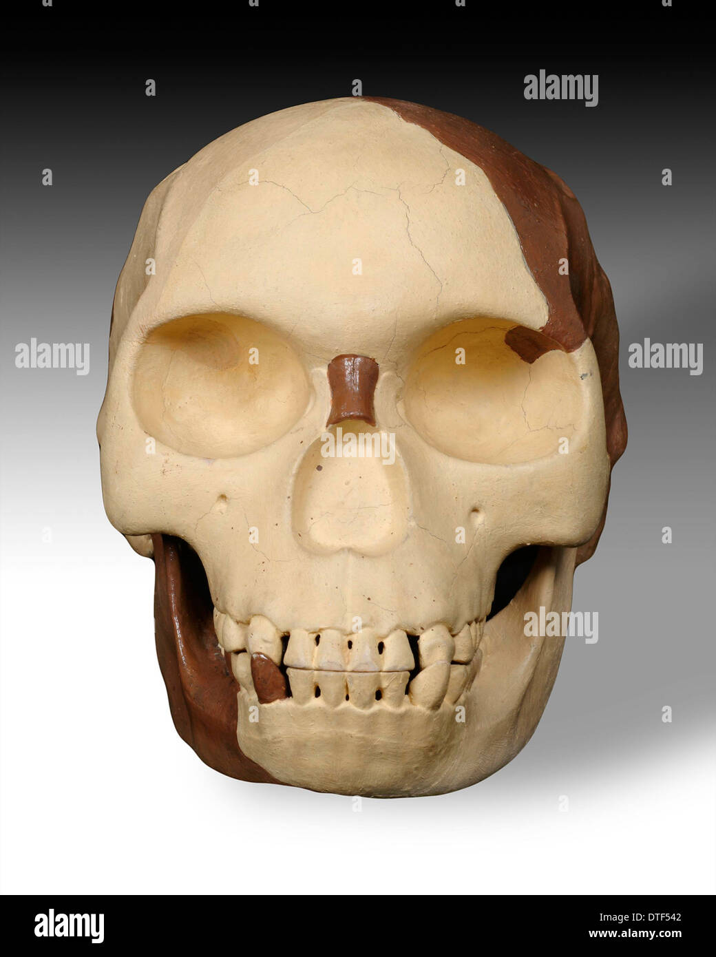 Cranio di Piltdown Foto Stock