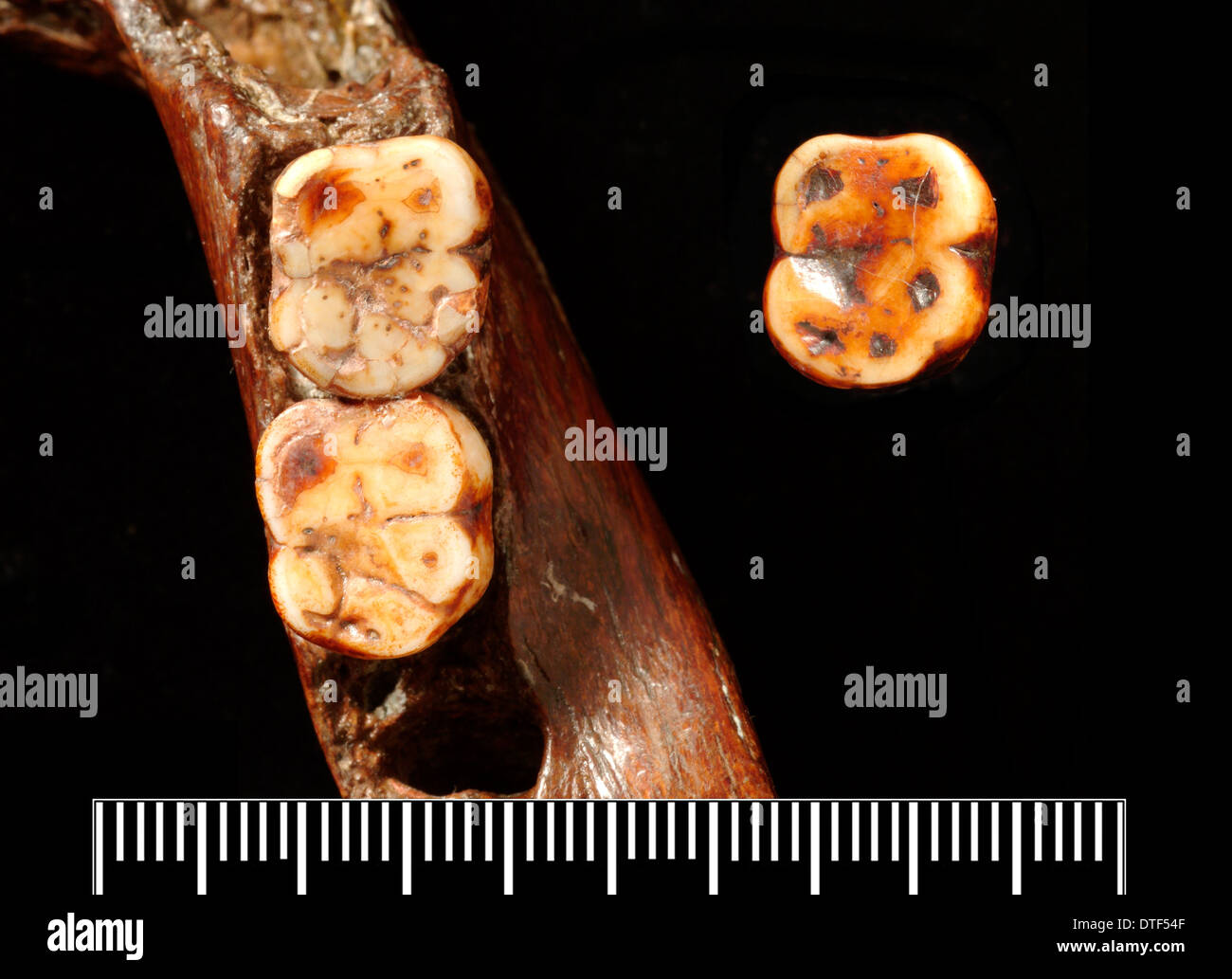 Piltdown 1 ganascia con Piltdown 2 molare Foto Stock