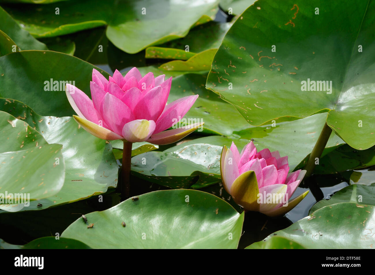 Acqua di rosa-lily - Nymphaea Foto Stock