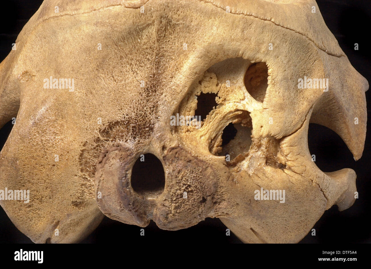 Kogia breviceps, pigmeo di capodoglio Foto Stock