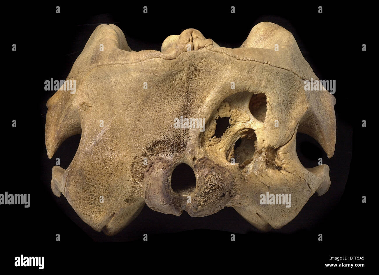 Kogia breviceps, pigmeo di capodoglio Foto Stock