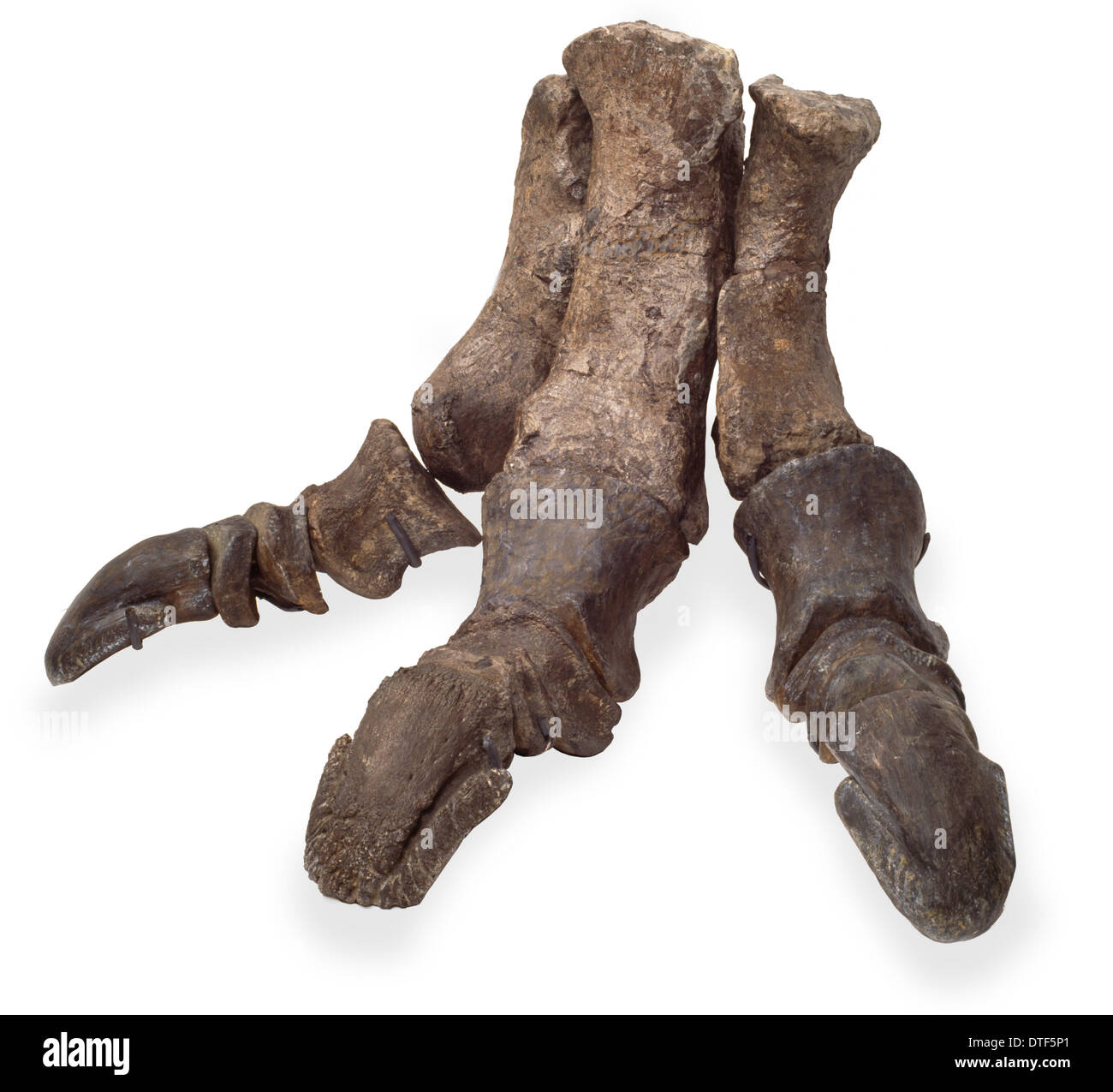 Piede di Iguanodon Foto Stock